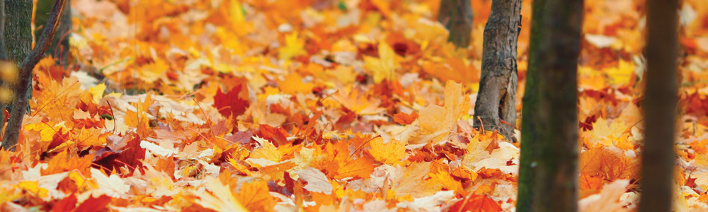 Fall Leaves