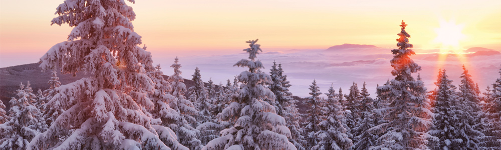 Winter Sunrise Trees